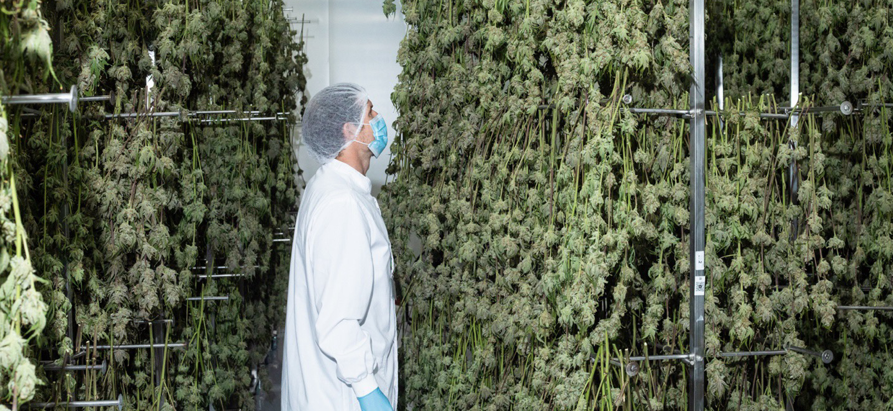 blackberry-tree-cann_4